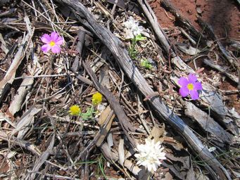 tn_calandrinia_polyandra_ajimg_3380.jpg