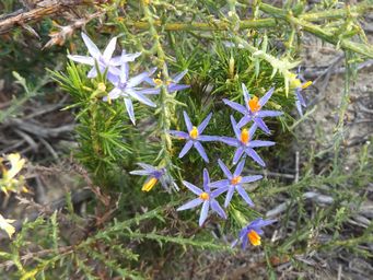 tn_calectasia_grandiflora_l.jpg