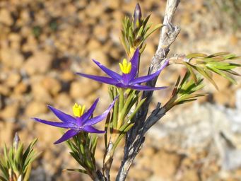 tn_calectasia_grandiflora_lg_dsc04690c.jpg