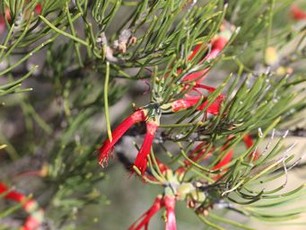 tn_calothamnus_sanguineus_k_img_1720.jpg