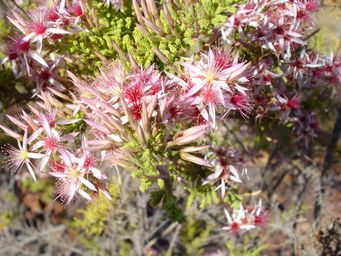 tn_calytrix_exstipulata_turkeybush_kim_dsc09688c.jpg