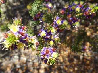 tn_calytrix_leschenaultii__k_dscf0123.jpg