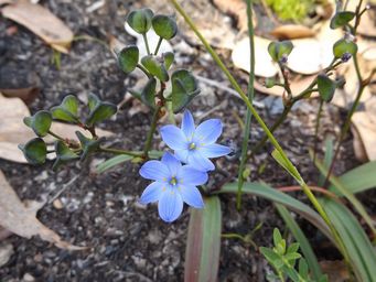 tn_chamaescilla_corymbosa_blue_squill_setting_seed_dscf0582c.jpg