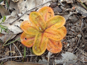 tn_drosera_collina_dscf1133.jpg