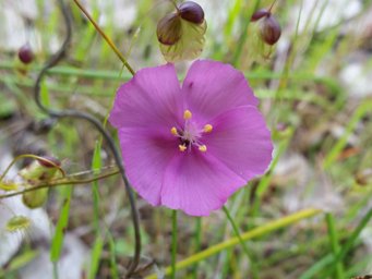 tn_drosera_drummondii_pink_rainbow_103612.jpg