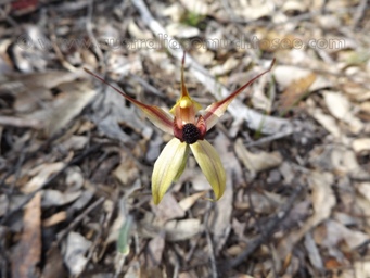 tn_leaping_spider_orchid_caladenia_macrostylis_dscf9555.jpg