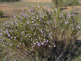 341_eremophila_psilocalyx_dsc05115c.jpg