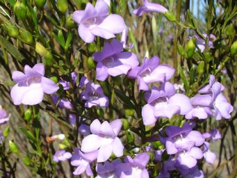 341_eremophila_psilocalyx_dsc05116cc.jpg