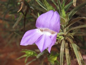 341_eremophila_spectabilis_subsp_brevis_img_1097ca.jpg