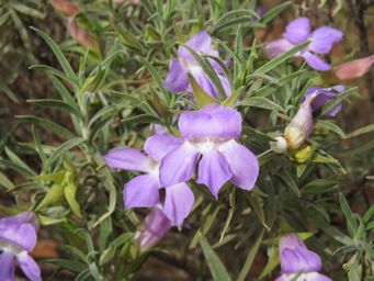 341_eremophila_spectabilis_subsp_brevis_img_1102.jpg