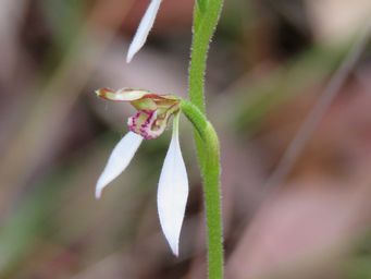 341_eriochilus_dilatatus_subsp._multiflorus_img_6899c.jpg