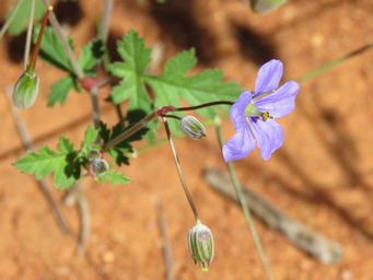 341_erodium_crinitum_img_1390c.jpg