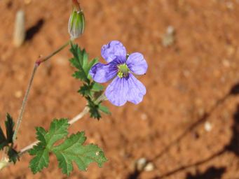 341_erodium_crinitum_img_1393c.jpg