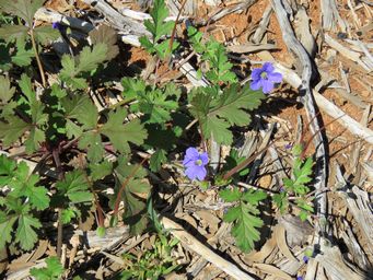 341_erodium_crinitum_img_1399.jpg