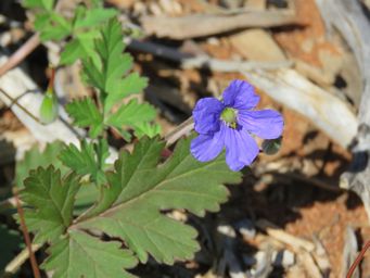 341_erodium_crinitum_img_1401.jpg