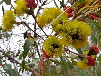 341_eucalyptus_erythrocorys_5c.jpg