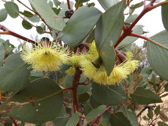 341_eucalyptus_grossa_coarse-leaved_mallee_dscf7971c.jpg