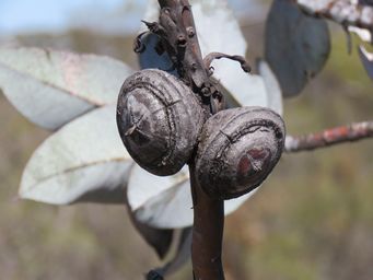 341_eucalyptus_macrocarpa_img_9684.jpg