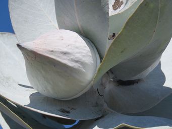 341_eucalyptus_macrocarpa_img_9709.jpg