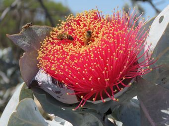 341_eucalyptus_macrocarpa_img_9717.jpg