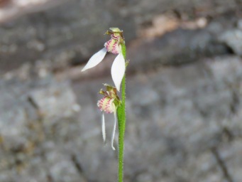 341xeriochilus_helonomos_swamp_bunny_orchid__img_2072c.jpg