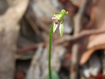 341xeriochilus_helonomos_swamp_bunny_orchid_img_1630c.jpg