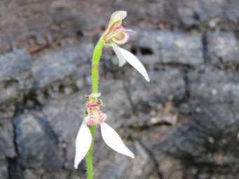 341xeriochilus_helonomos_swamp_bunny_orchid_img_2069c.jpg