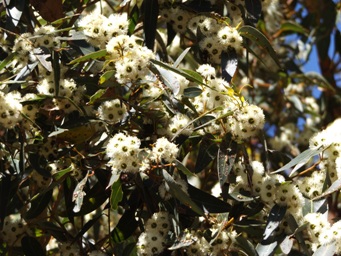 341xeucalyptus_marginata_jarrah_dscf9168.jpg