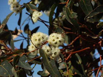 341xeucalyptus_marginata_jarrah_dscf9171.jpg