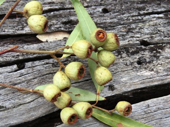 341xeucalyptus_marginata_jarrah_nuts_img_1266.jpg