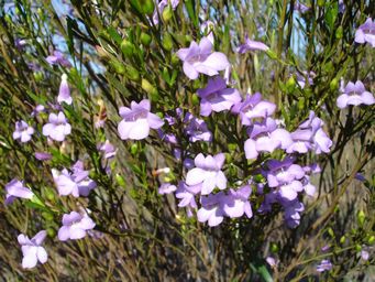 tn_eremophila_psilocalyx_new_dsc05116.jpg