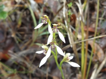 tn_eriochilus_dilatatus_dscf3423c.jpg