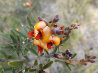 341_gastrolobium_calycinum_gnowangerup_dscf8120c.jpg