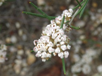 341_grevillea_umbellulata_wh_img_2806c.jpg