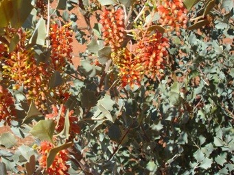 341_grevillea_wickhamii_dsc02552c.jpg