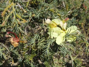 341_lechenaultia_linarioidesdscf0310c.jpg