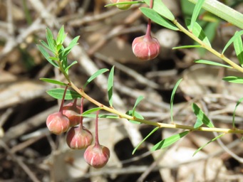 341_lysiandra_calycina_seed_pods_img_3710c.jpg