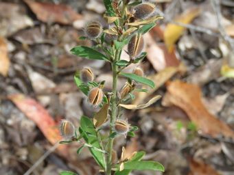 341_pultenaea_ochreata_pods_img_7973c.jpg