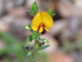 341xpultenaea_ochreata_img_4963c.jpg