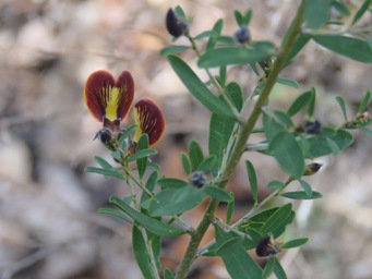 341xpultenaea_ochreata_img_5308c.jpg