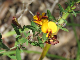 341xpultenaea_ochreata_img_6014c.jpg