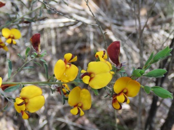 341xpultenaea_ochreata_img_6020c.jpg