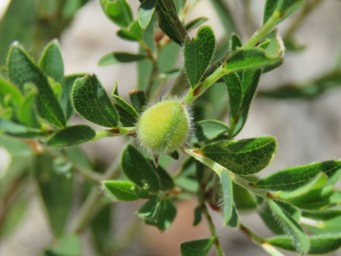 341xpultenaea_ochreata_pod_img_9938c.jpg