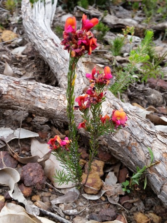 455_pultenaea_radiata_s.jpg