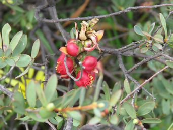 341_melaleuca_fulgens_subsp_steedmanii_img_2000.jpg