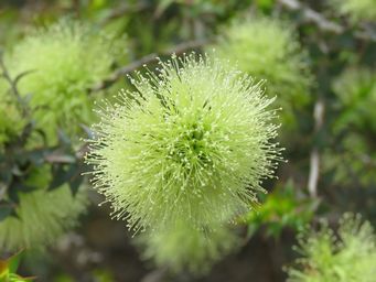 341_melaleuca_longistaminea_img_2027.jpg