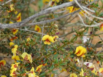 341_mirbelia_microphylla_tardun_img_1984.jpg