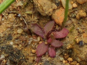 341_foliage_stylidium_calcaratum_img_5753cc.jpg