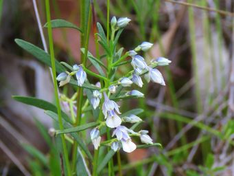 341_hybanthus_floribundus_img_6991ca.jpg