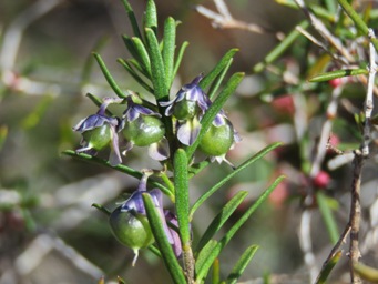 341_hybanthus_floribundus_pods_img_9602.jpg